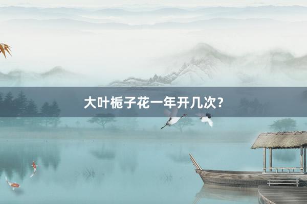 大叶栀子花一年开几次？